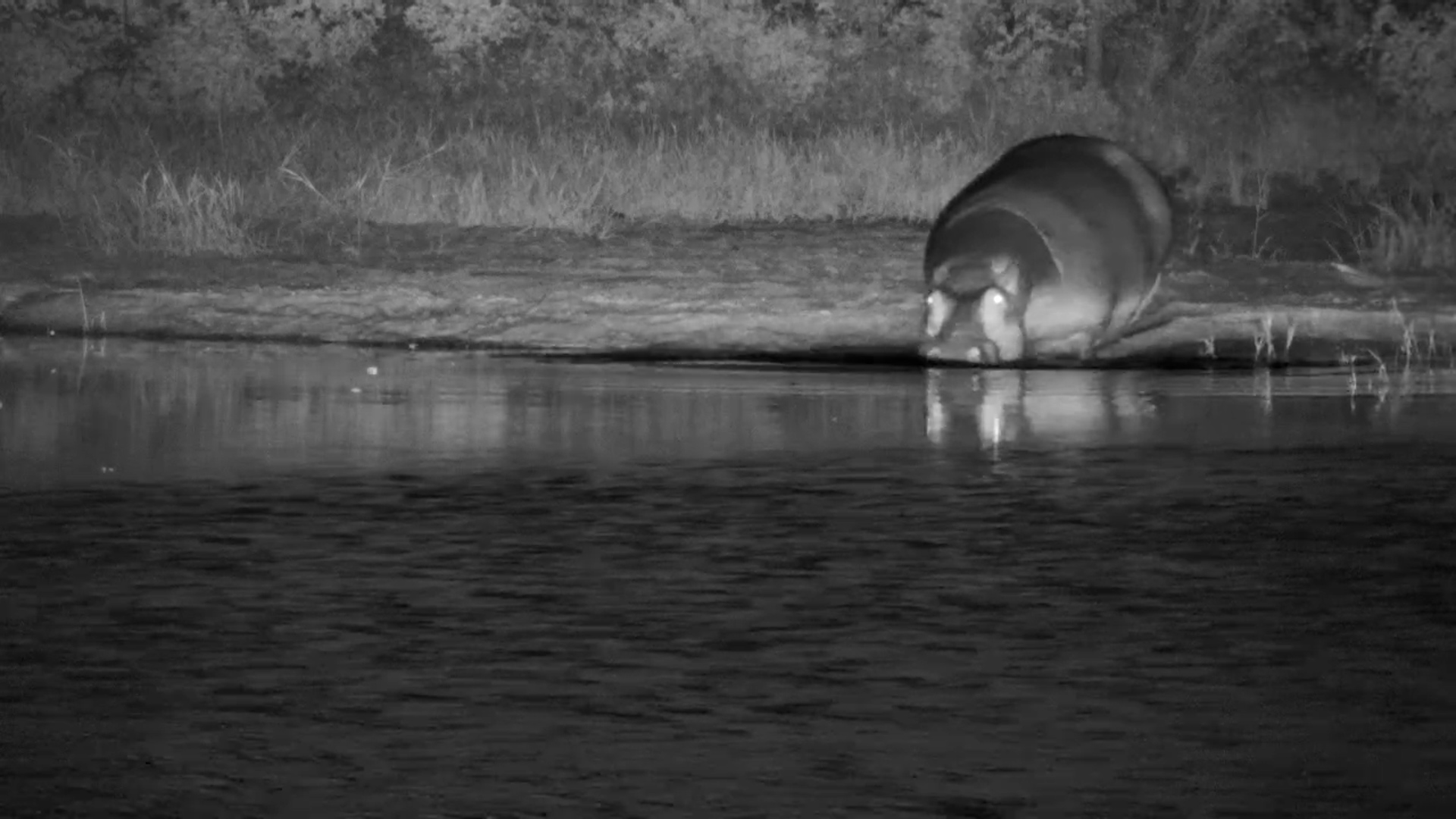Hippo Sinks Into the Mud