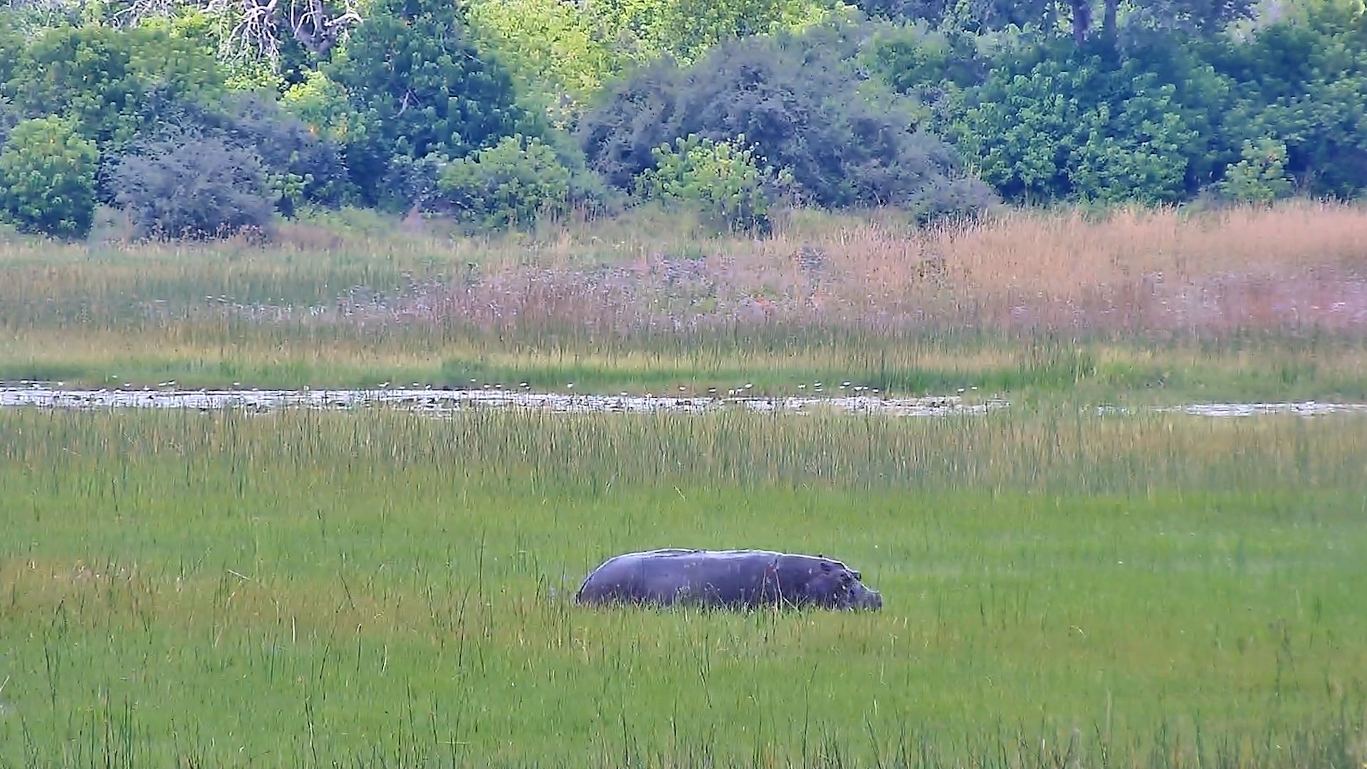 Hippo Moves and Munches