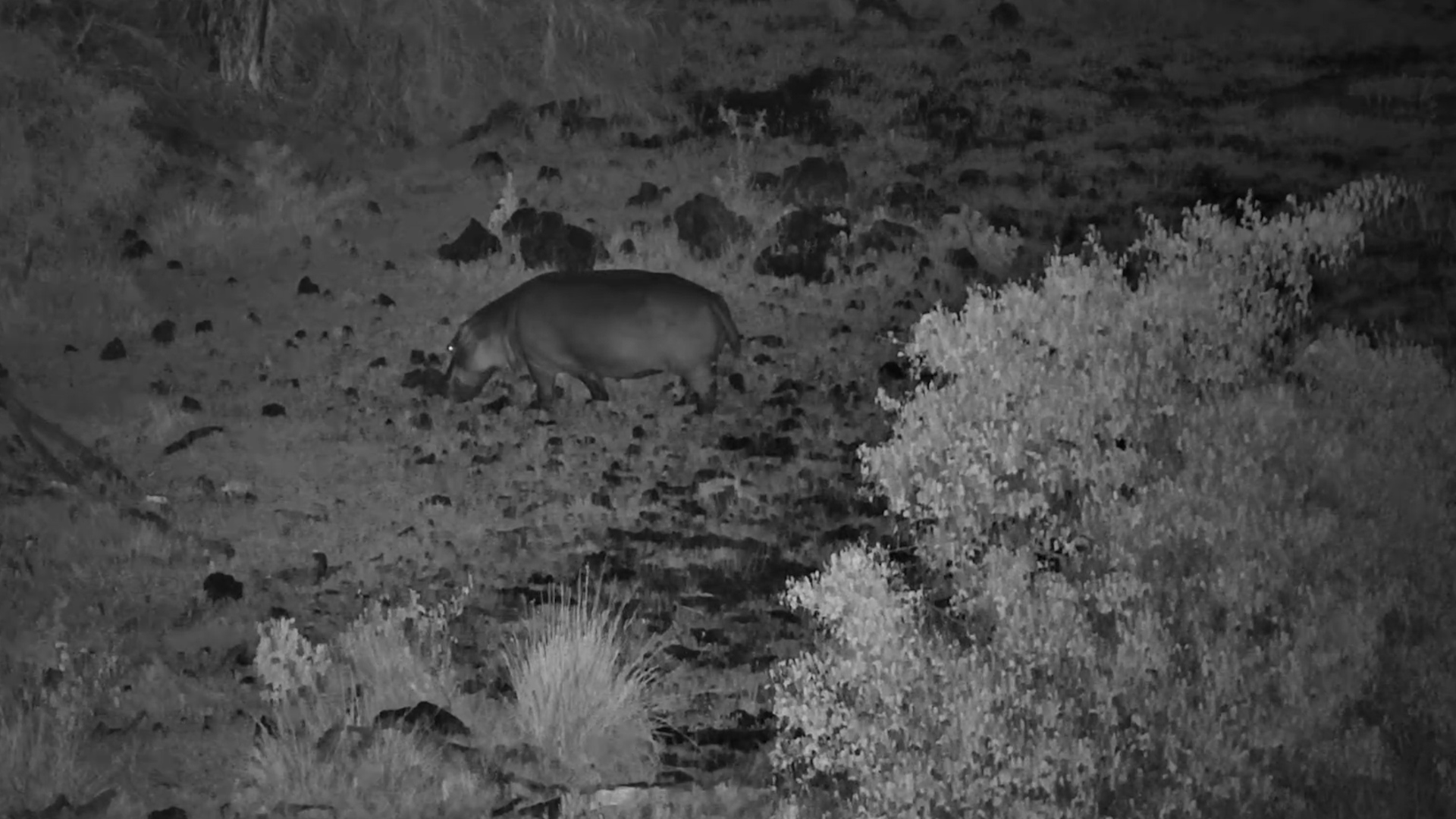 Hippo Feeding Alone in Tsavo