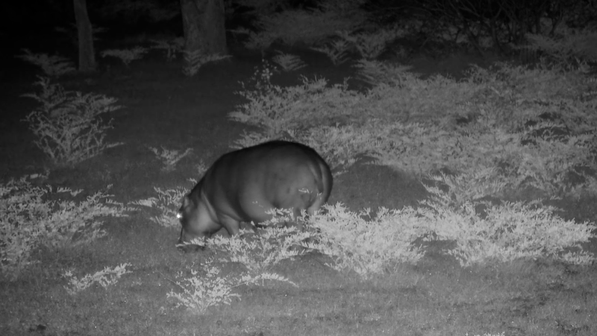 Lone Hippo Feeding Along the Riverbank