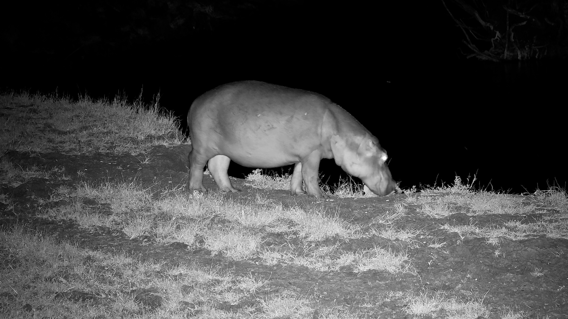 Hippo Mows the Lawn Before a Splash