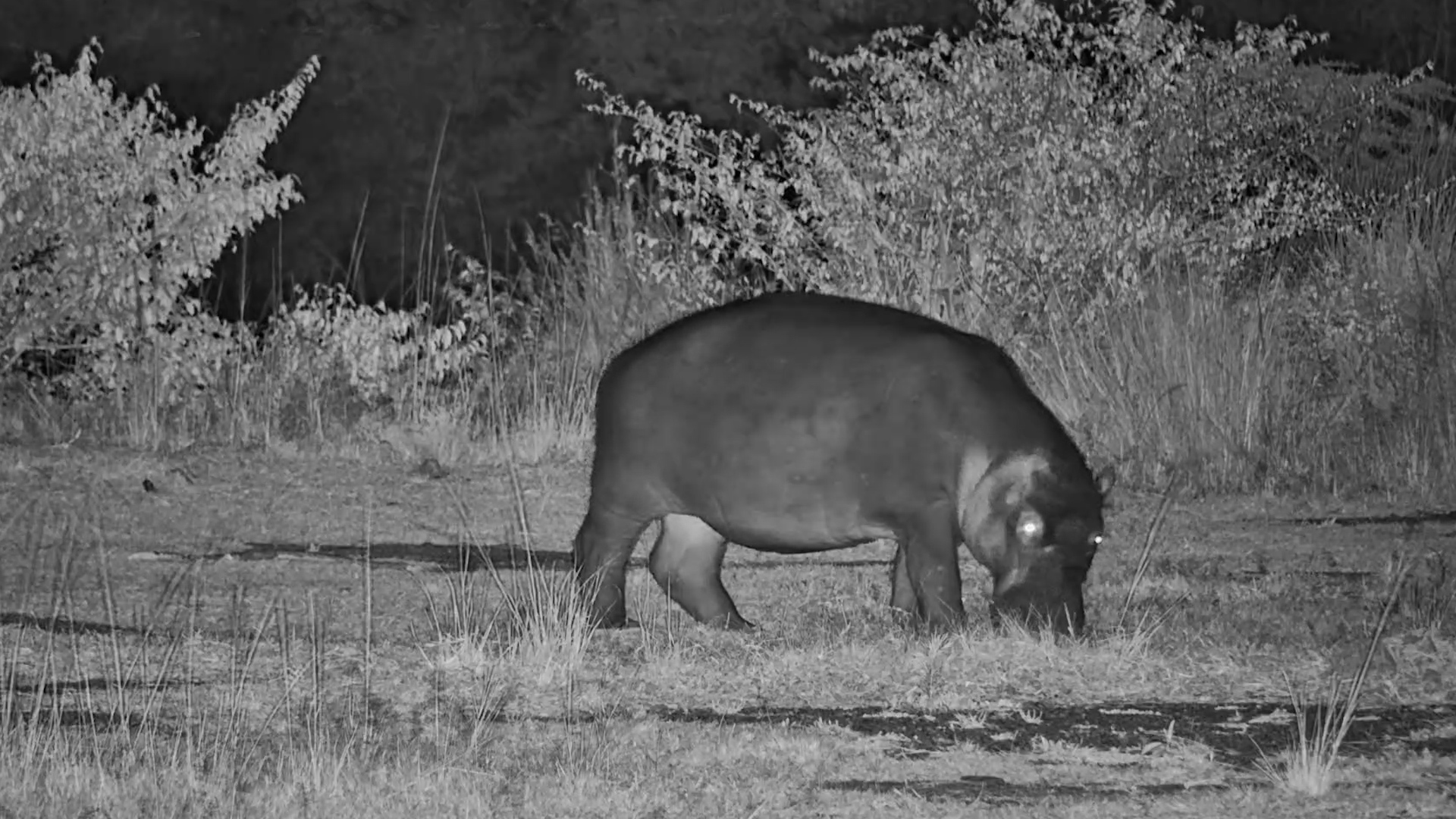 Hippo Grazing by the Mara River