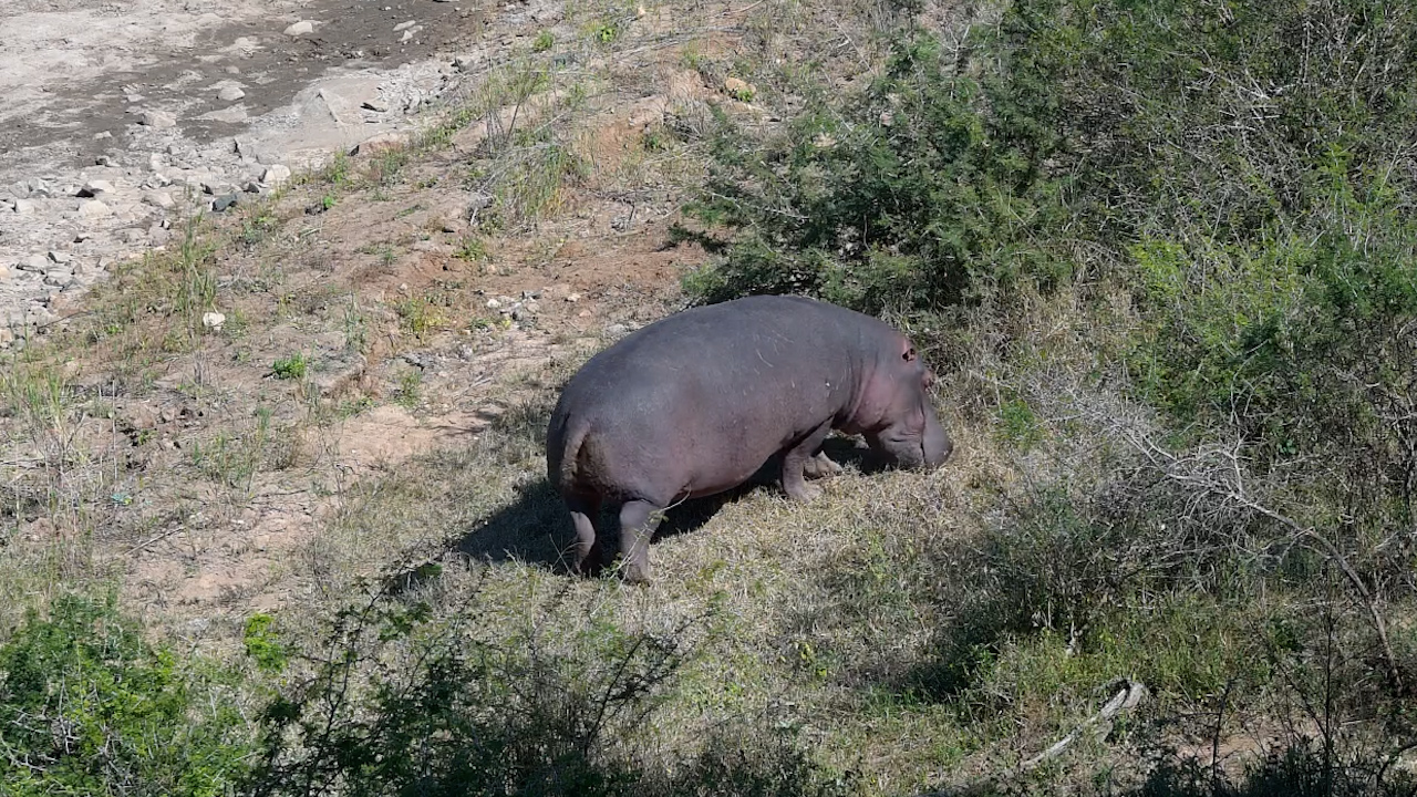 A Hippo Feeds Along the Dry Riverbed