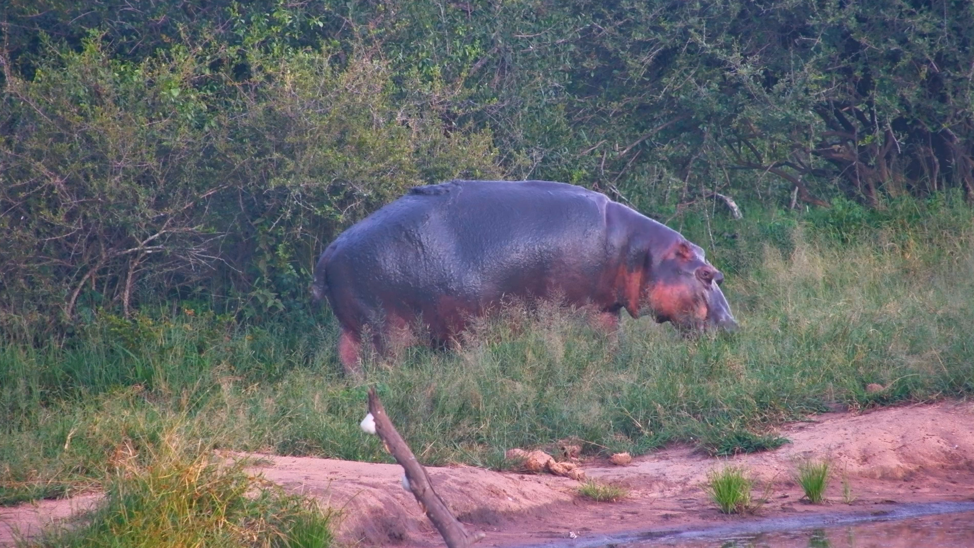 Evening Rituals of a Hippo at Serondella