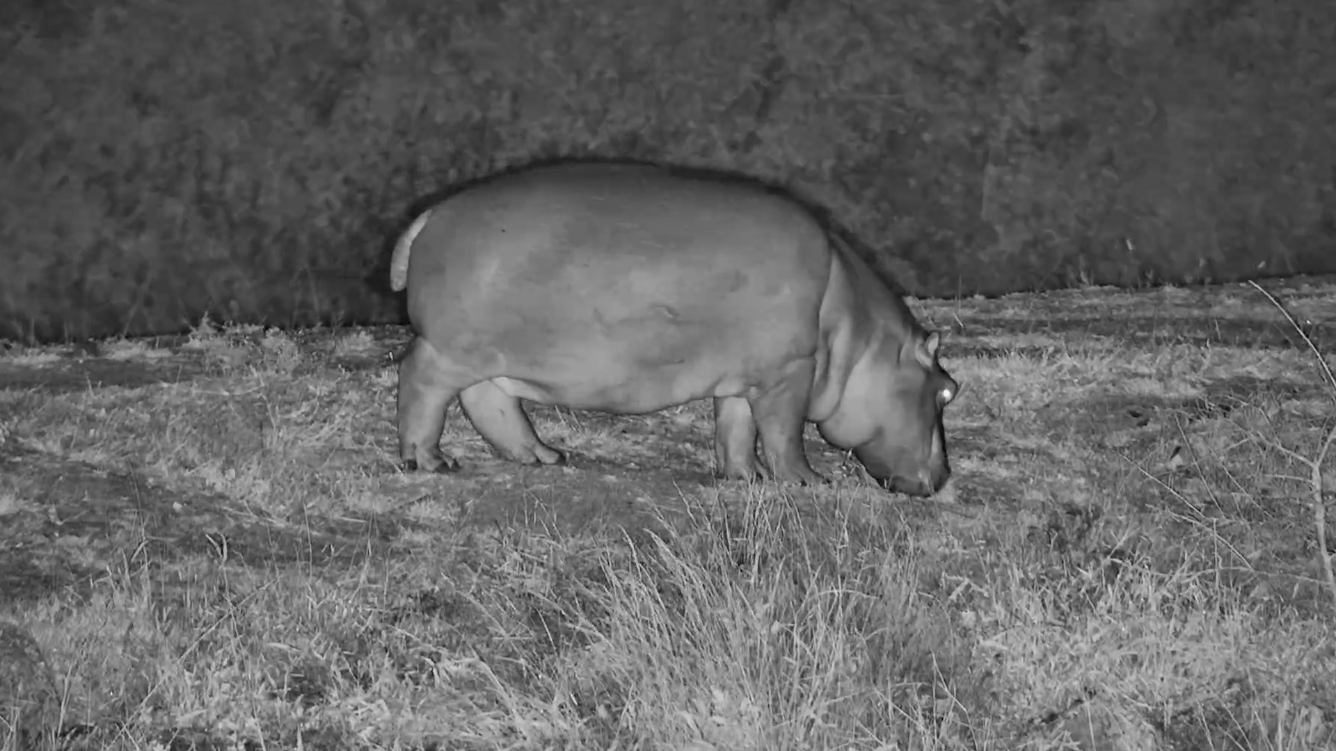 A Little Hippo on the Move