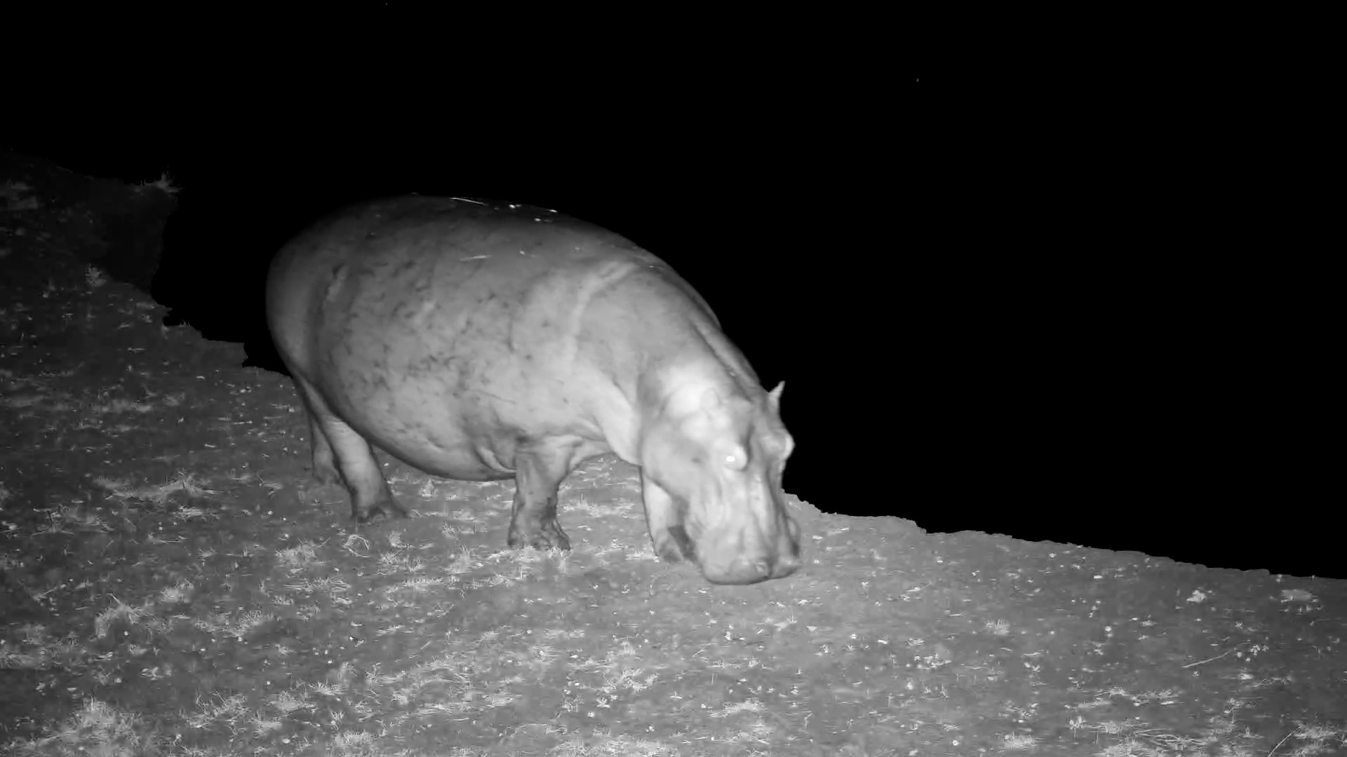 Slow Steps to the River