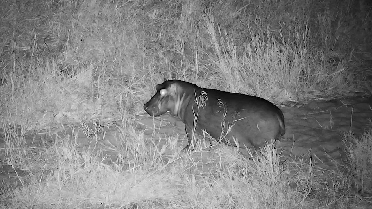A Hippo's Secret Nightly Journey