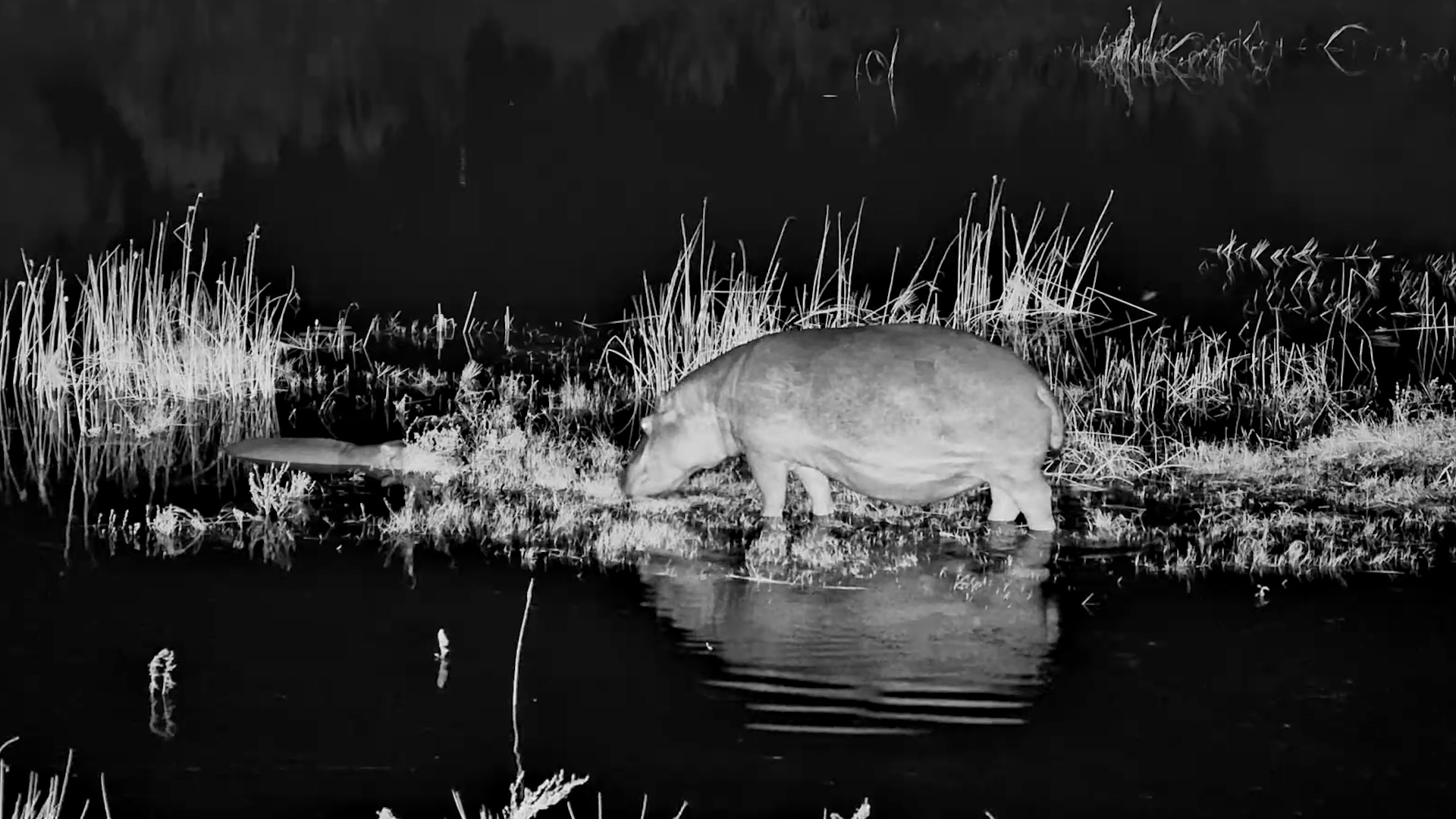 Hippo Roams Through Camelthorn After Dark