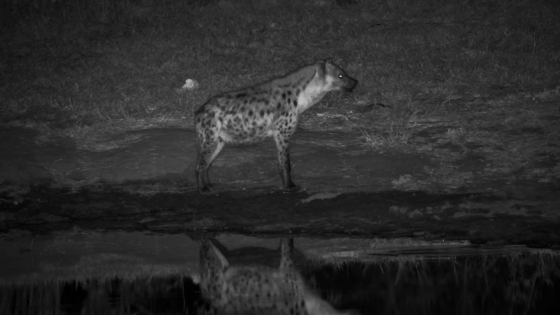 A Lone Hyena Stops for a Midnight Drink