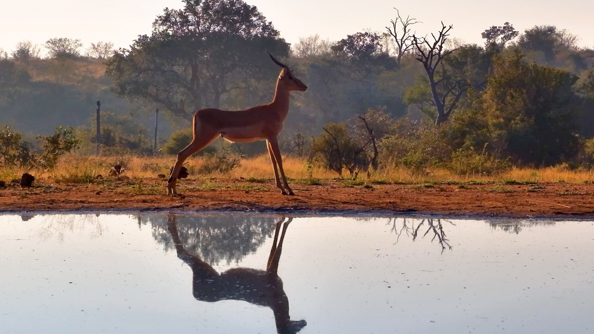 Quiet Morning Moments With a Solitary Impala Ram