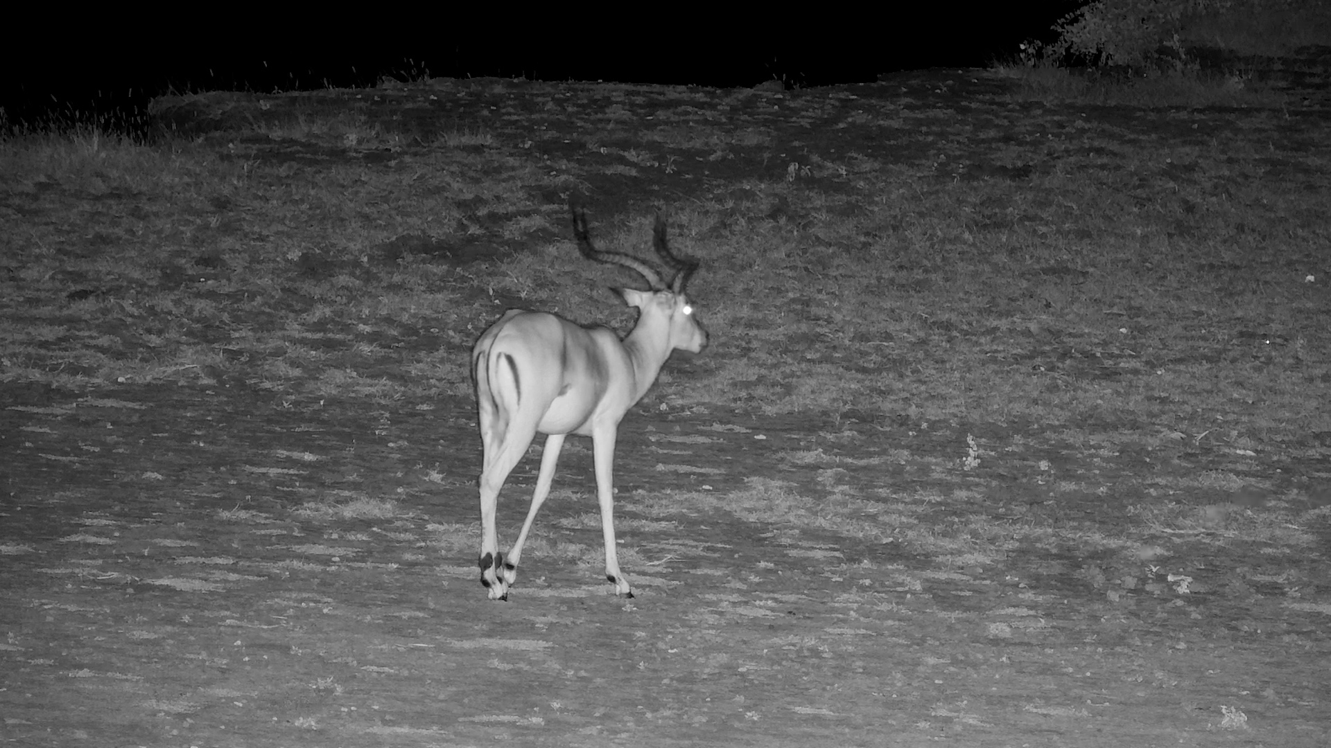 Impala Ram at the Water’s Edge