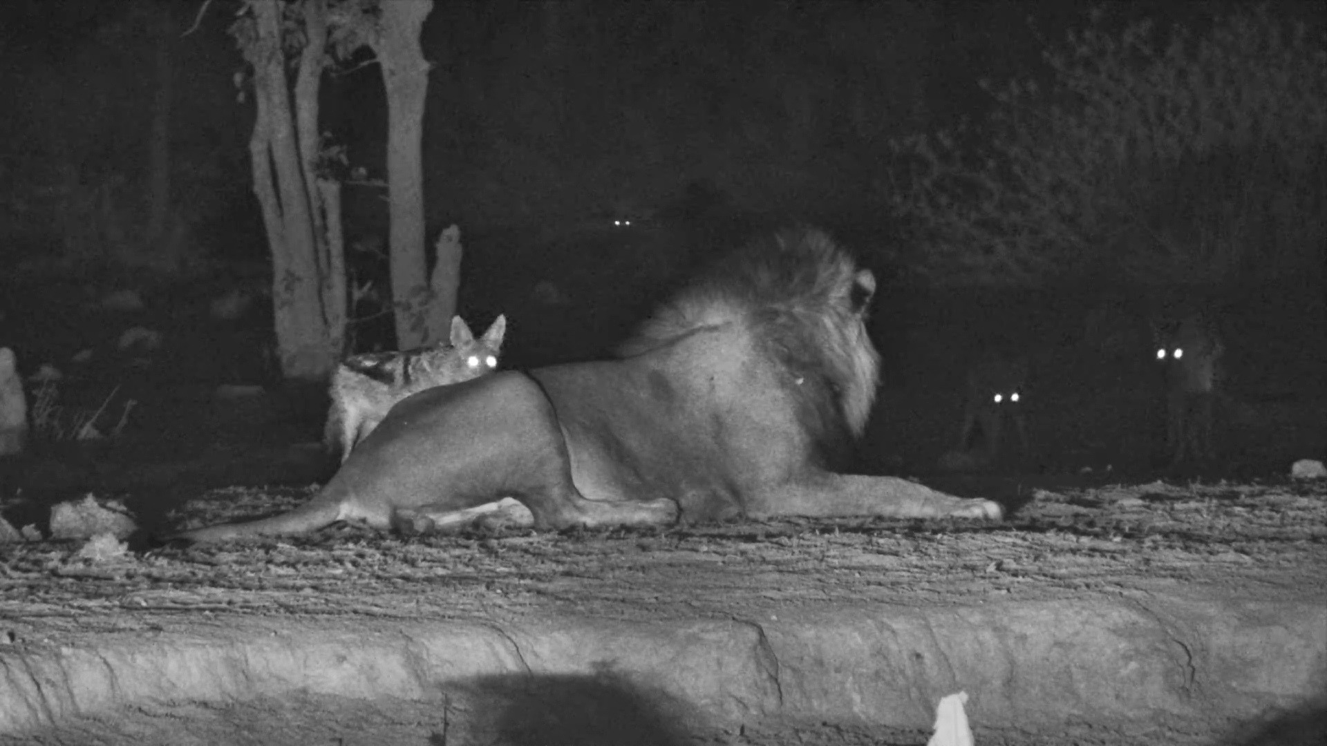 Grumpy Lion Loses Patience with Nosy Jackals!