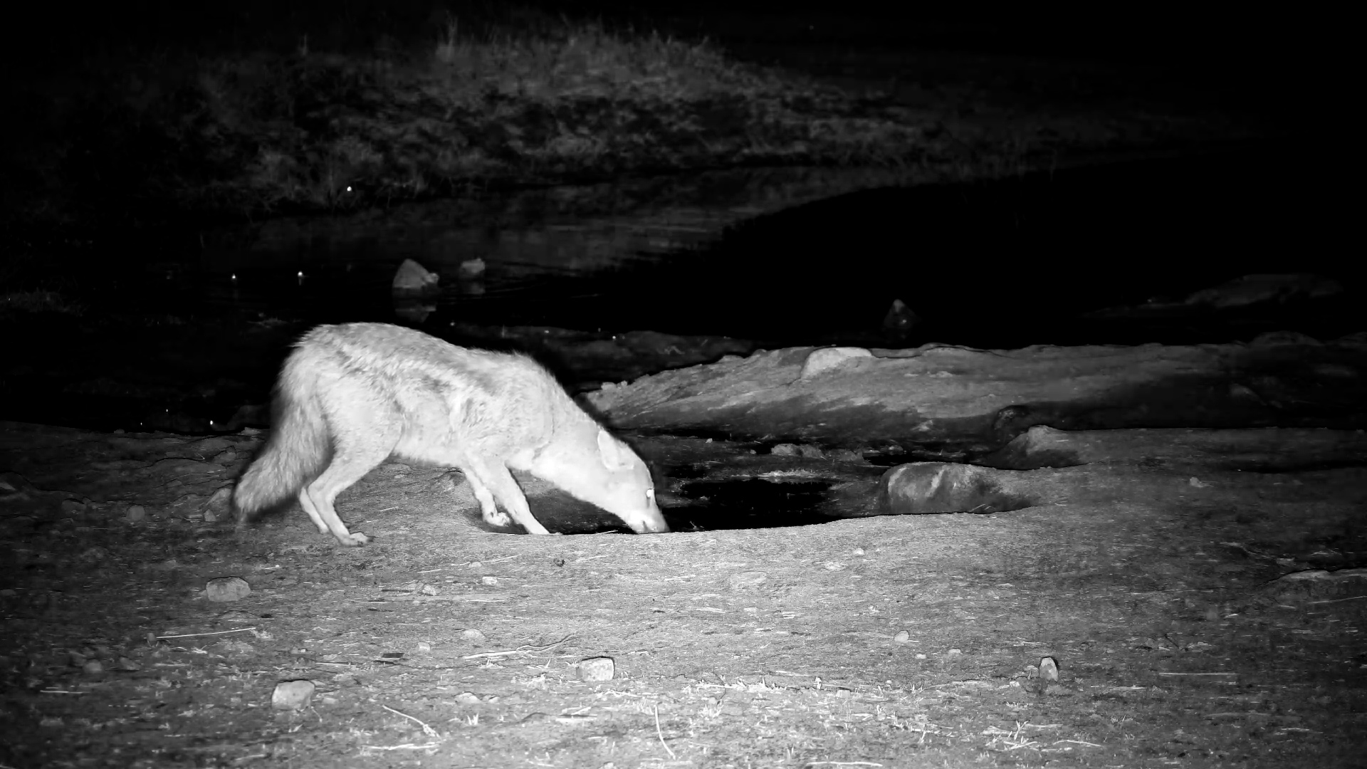Quiet Drink for a Side-Striped Jackal