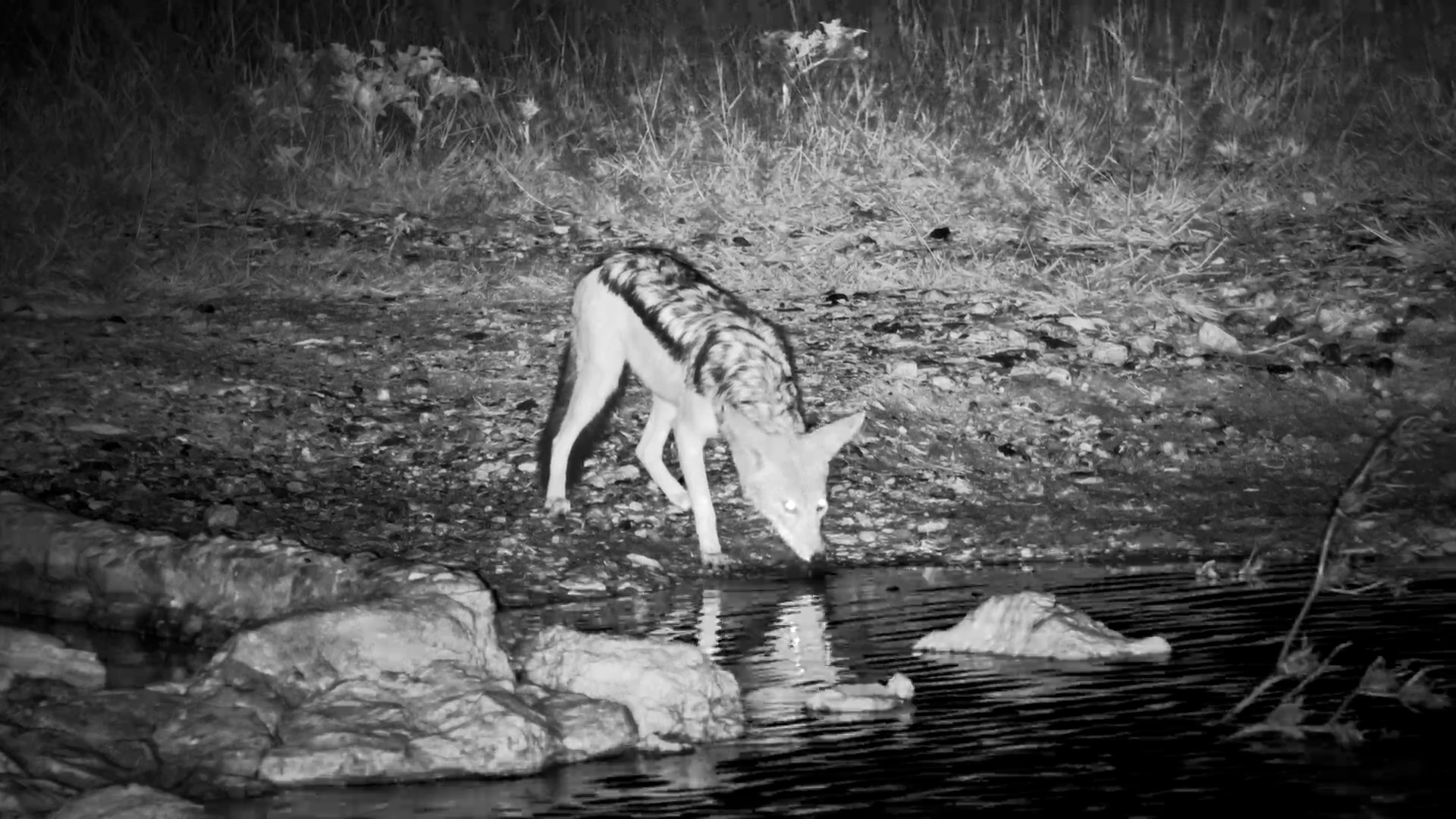Black-Backed Jackal Grabs a Surprise Snack