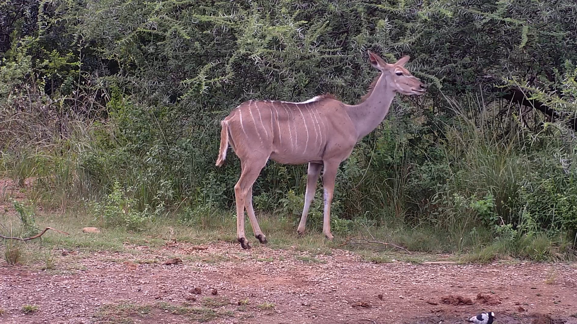 Lone Kudu at Kwa Maritane