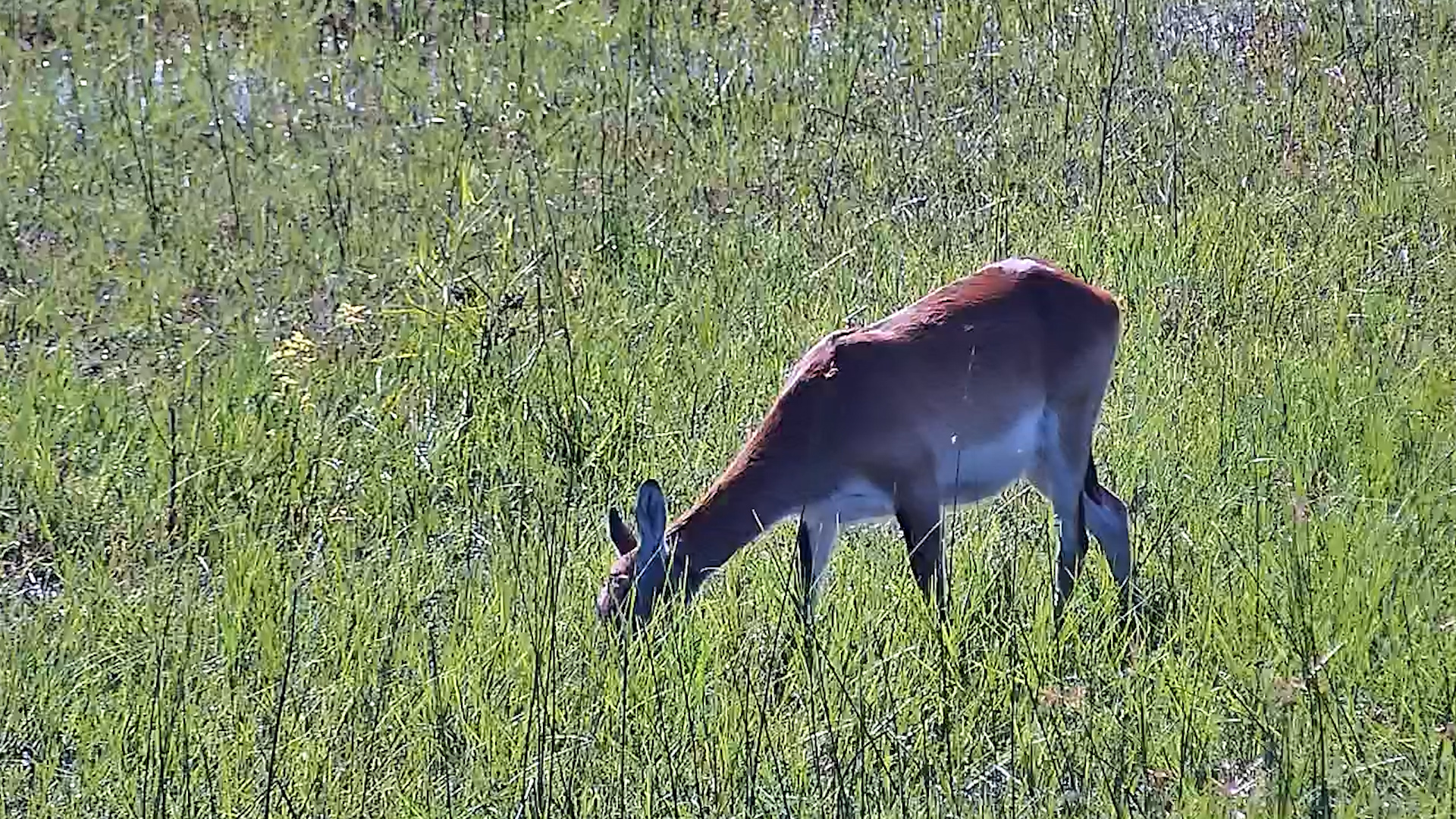 A Mother-to-Be Grazes Alone