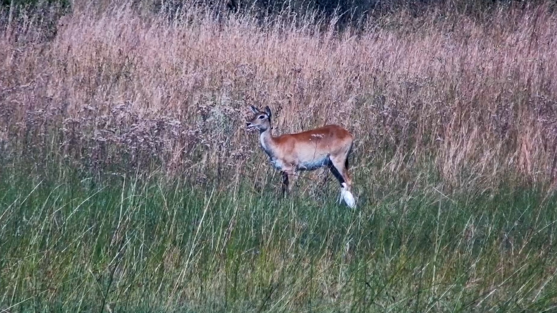 Female Lechwe Beside the Water