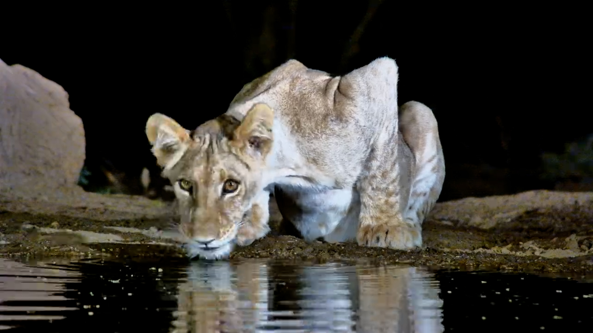Lion Cub Chases a Small-Spotted Genet