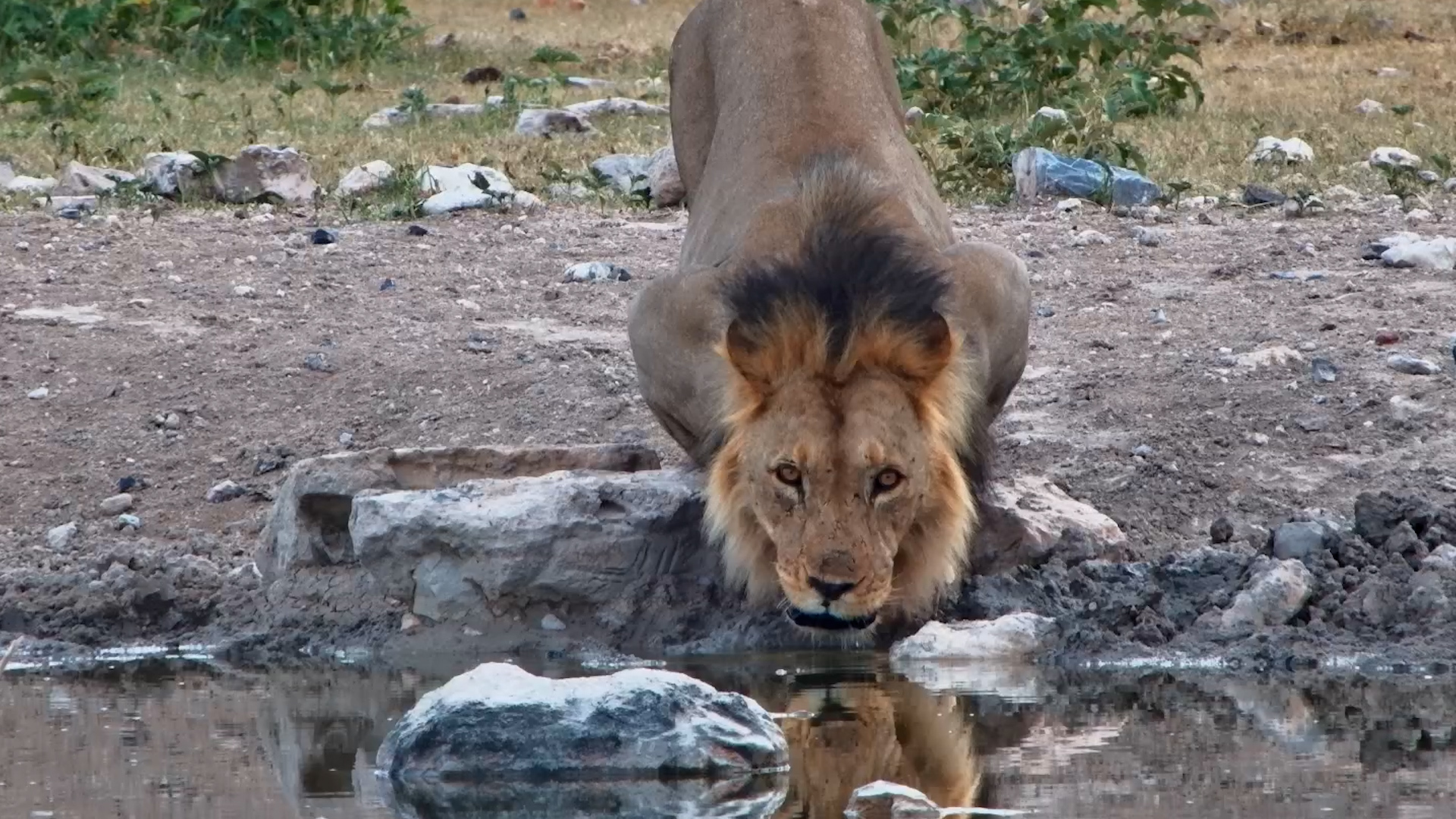 Male Lion Enjoys Morning Drink at Safarihoek