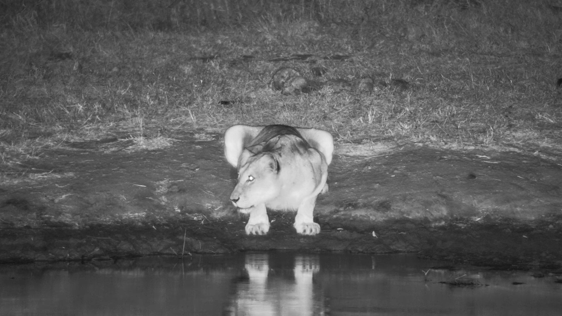A Lioness Appears Before Sunrise