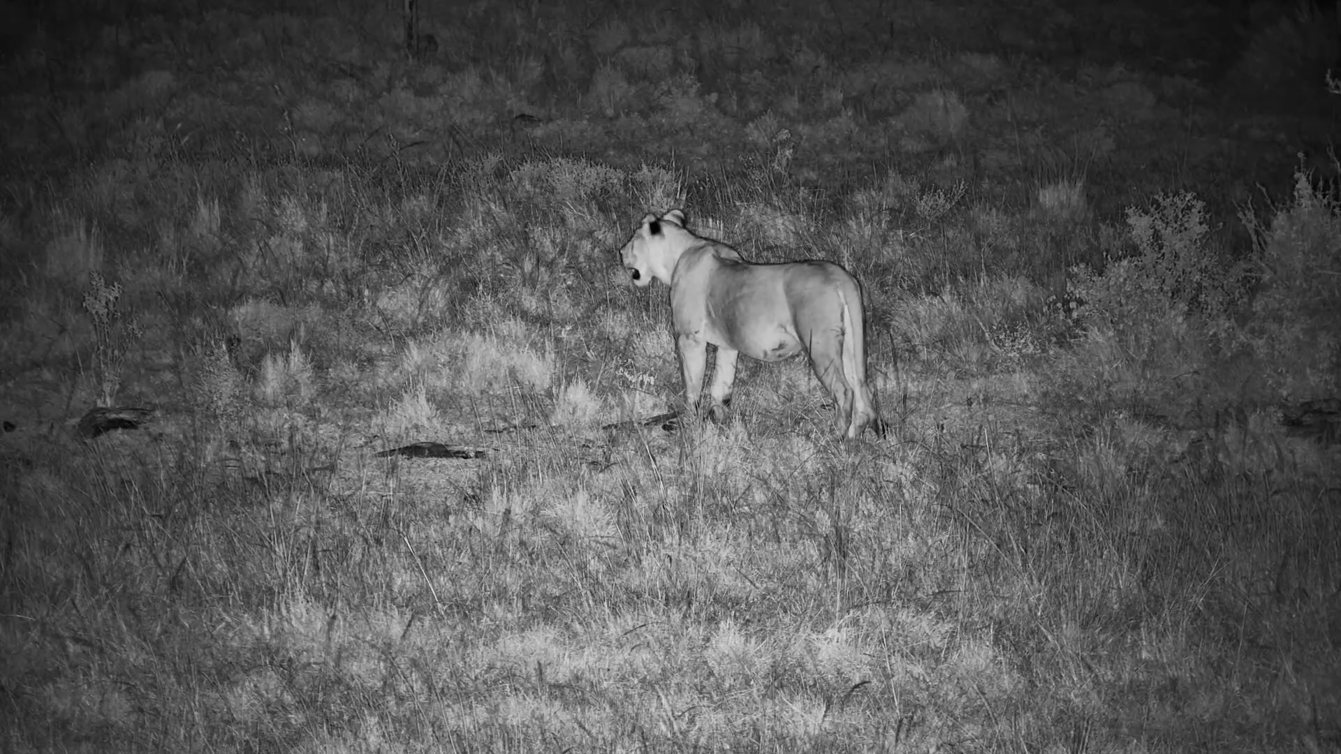 Lone Lioness Roams the Night at Mahali Mzuri