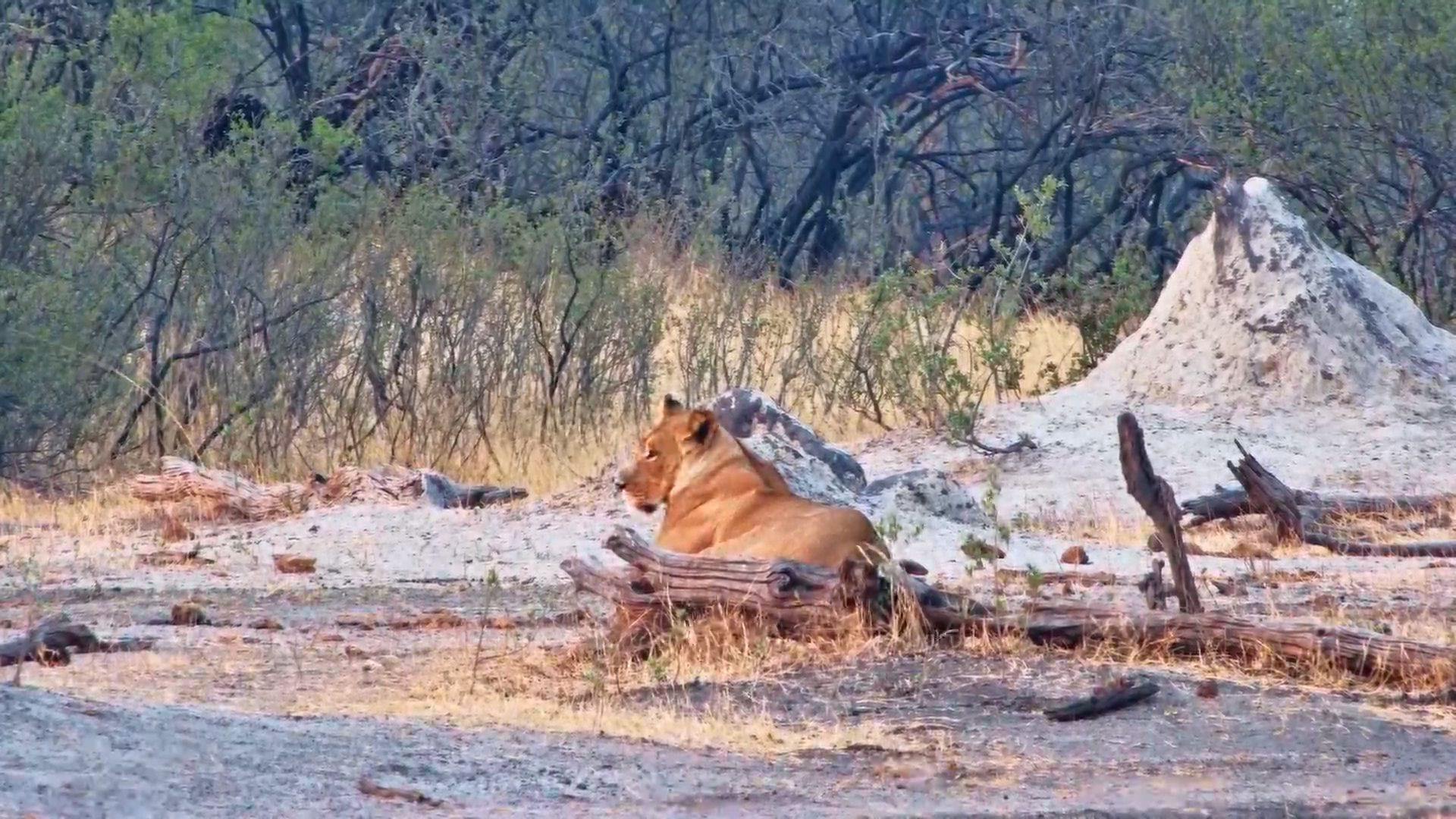 Lone Lioness Relaxing at The Hide
