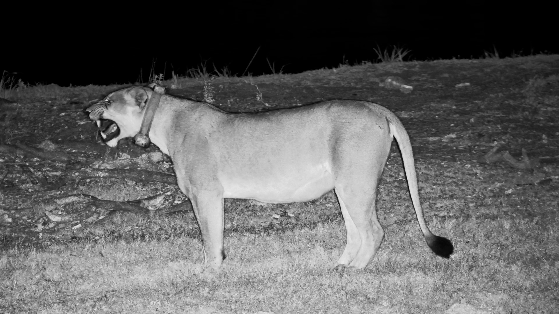 Lone Lioness Drinks, Sniffs, and Flehmen Grimaces