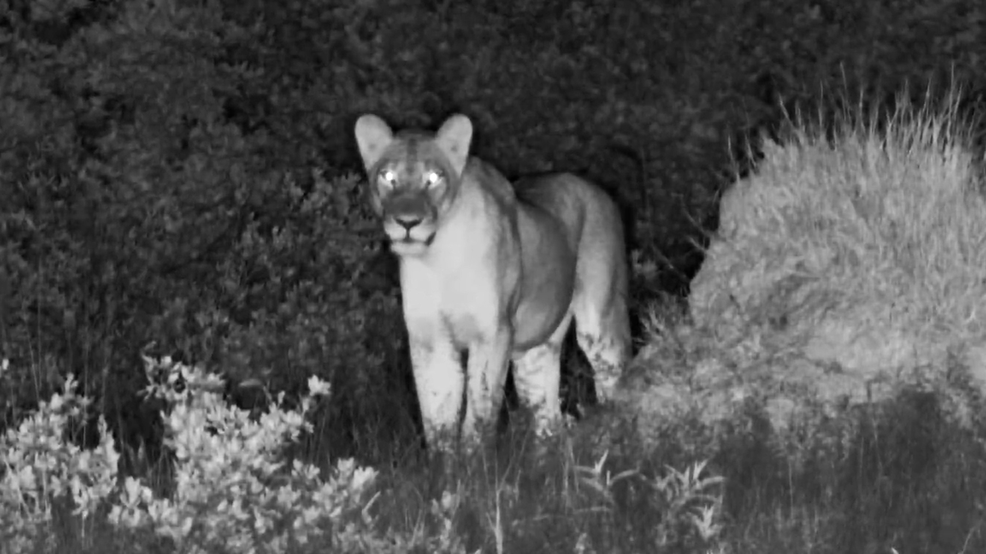 Lone Lioness Watches the Night Unfold