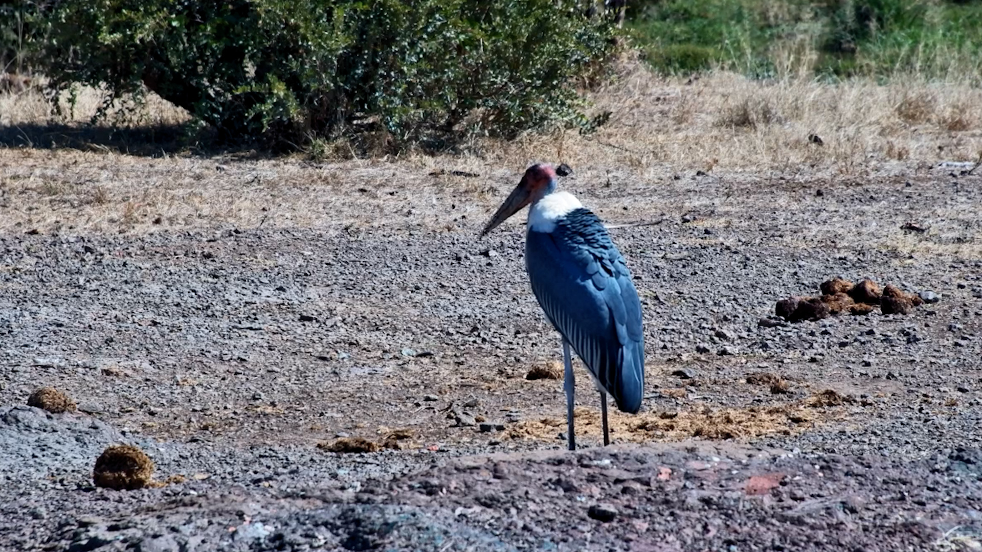 Marabou Stork Scores a Quick Snack