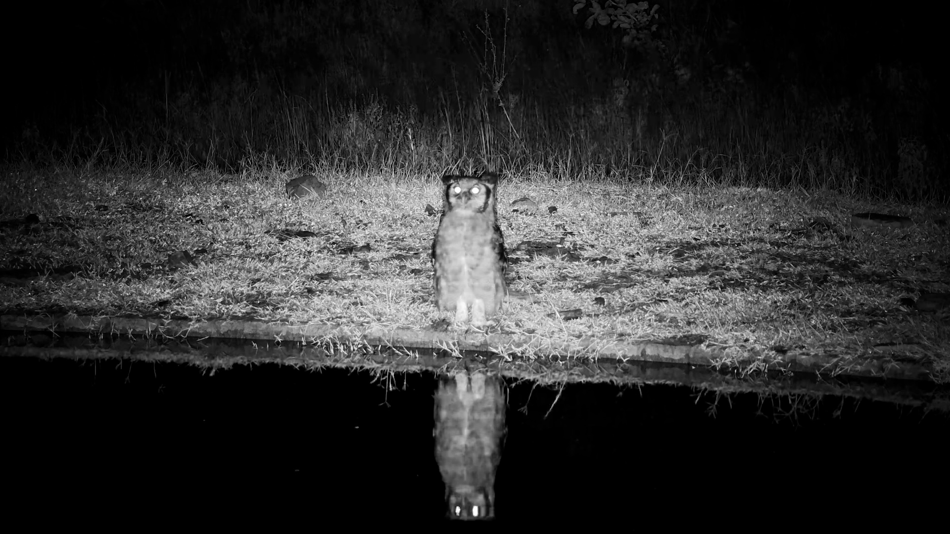 Eagle Owl Hydration Goals