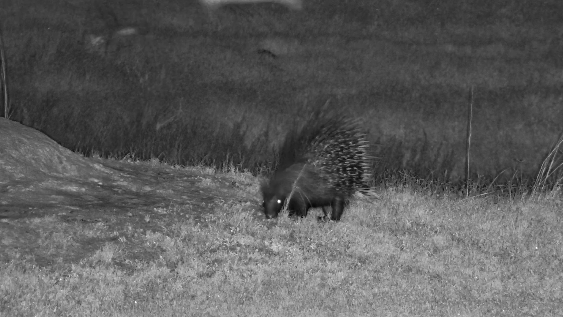 Lone Porcupine Hunts Under Cover of Darkness
