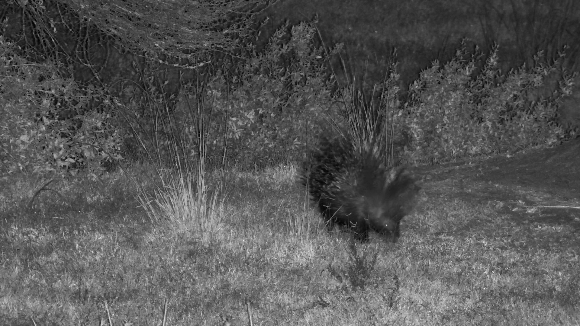 Porcupine Munching at Tembe