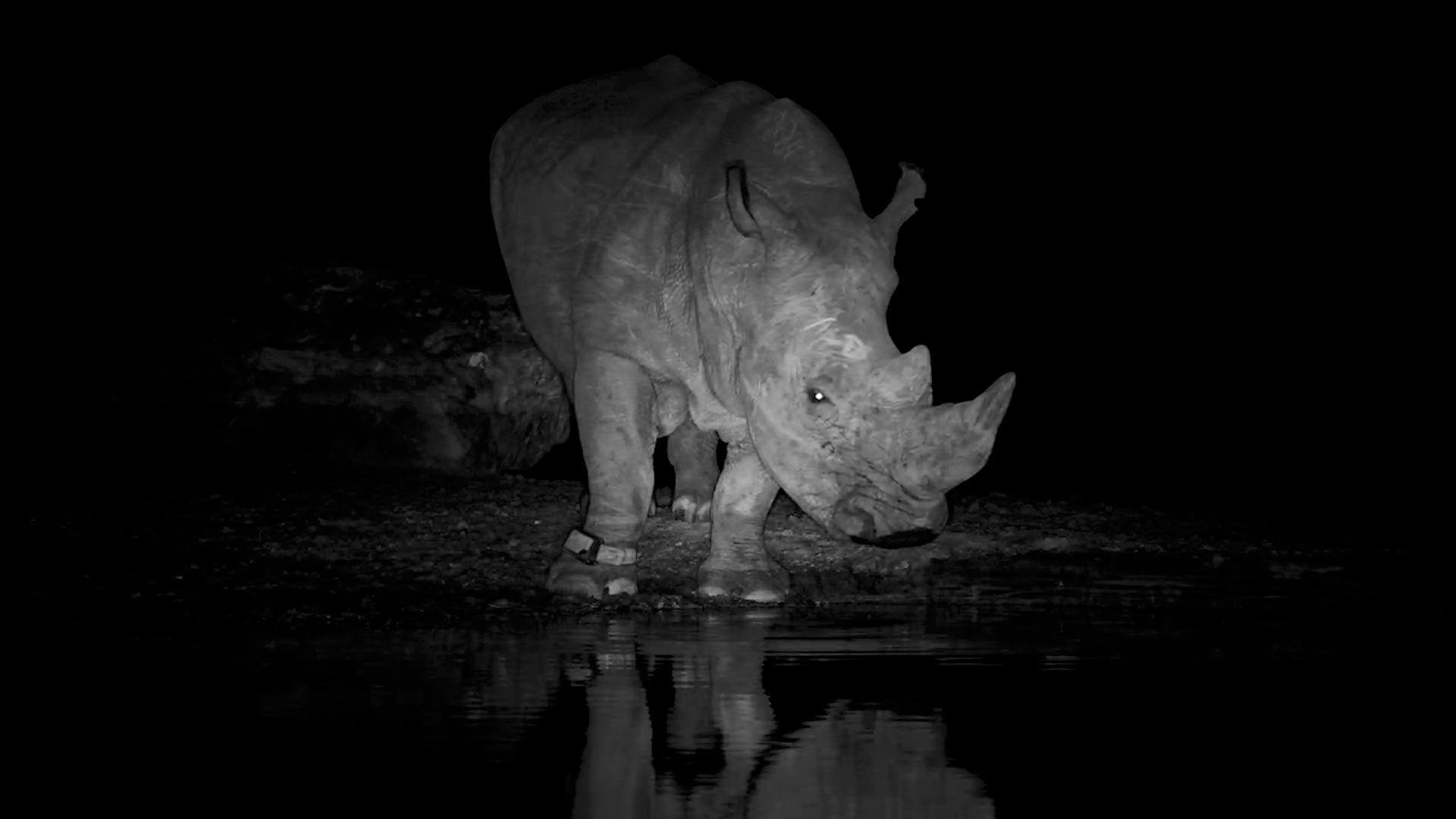 Thirst & Scratch: Lone Rhino Enjoys a Moment at the Waterhole