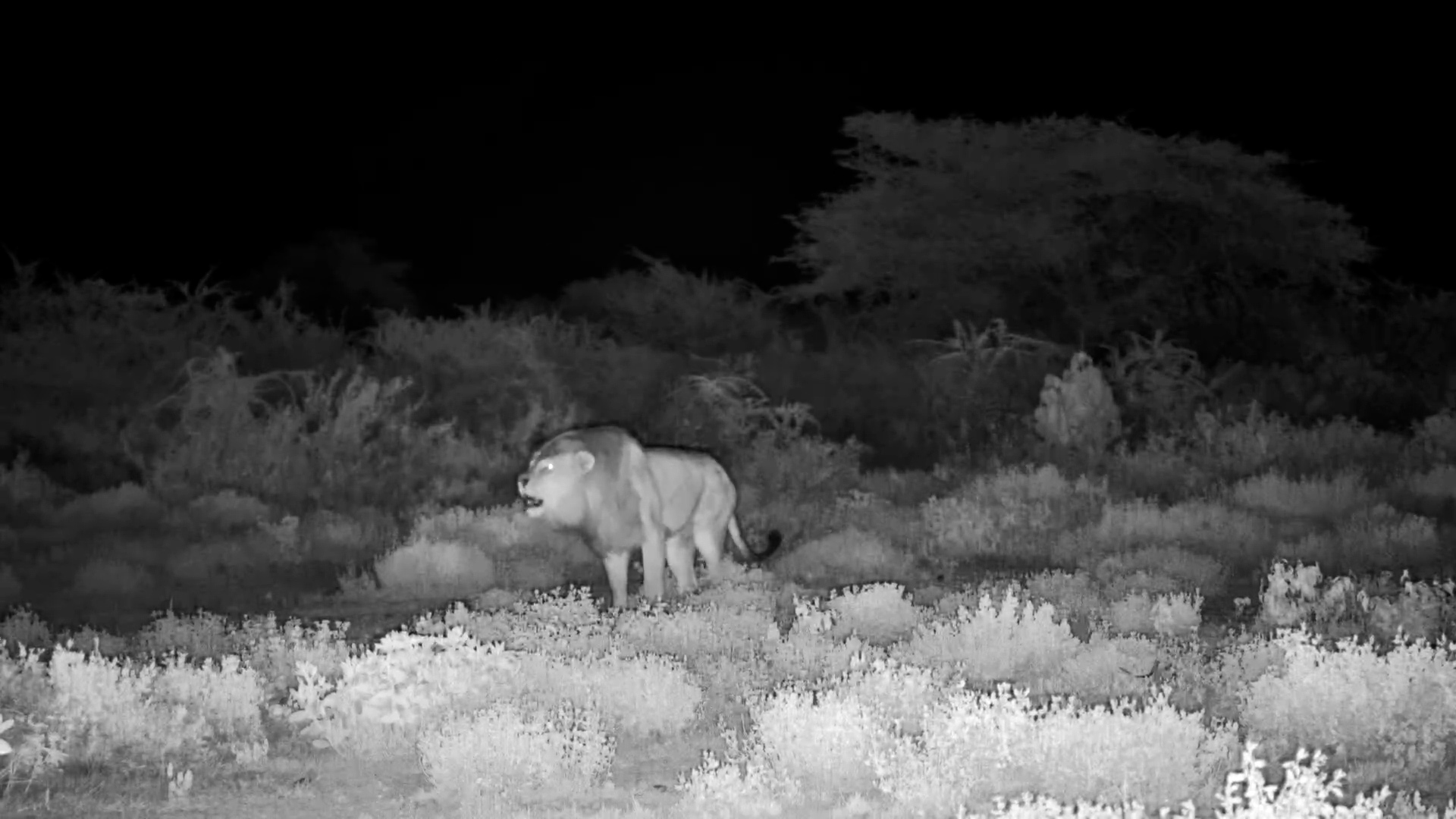 Lion Roars Then Drinks at Night