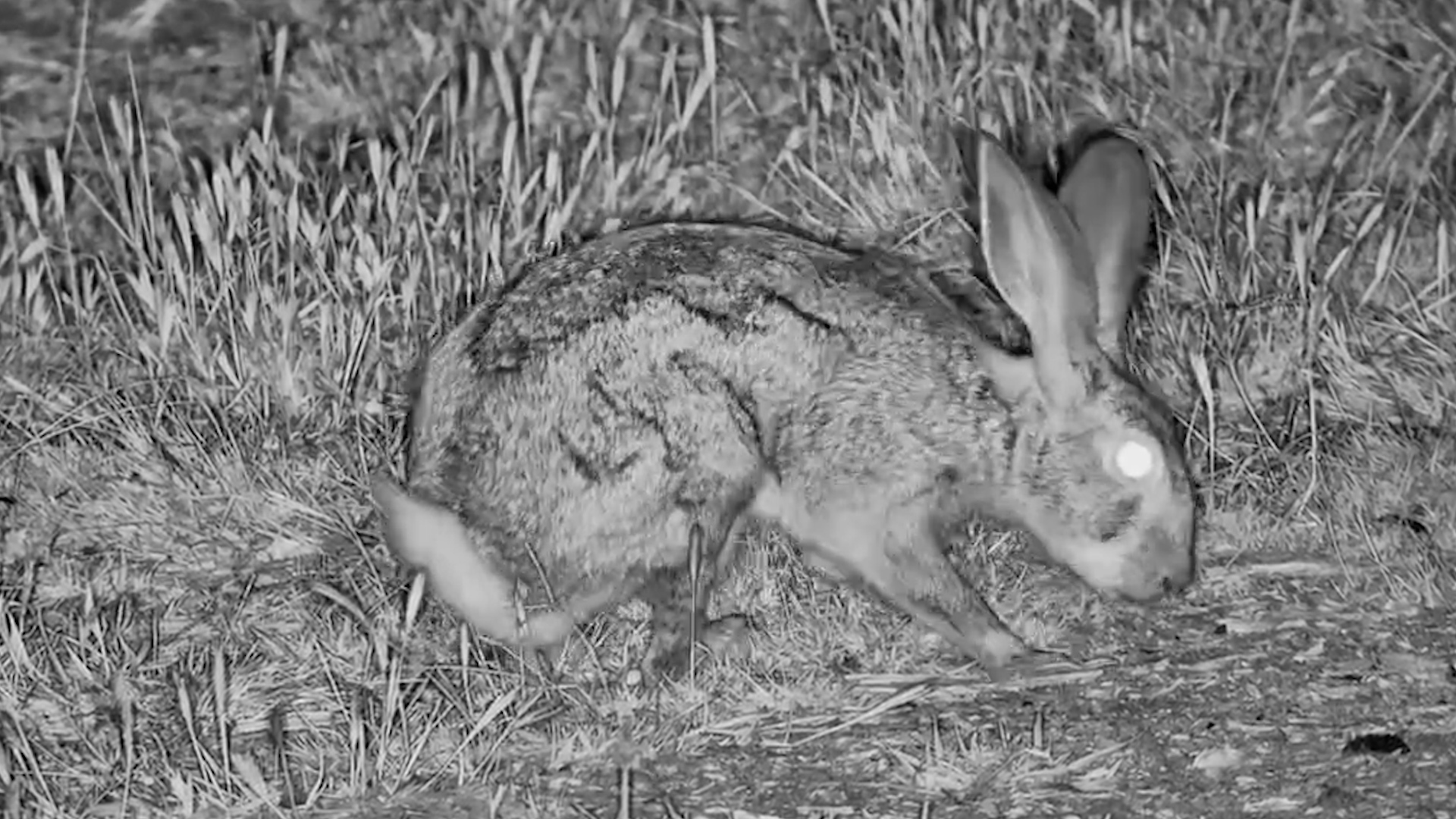 Savannah Hare After Dark