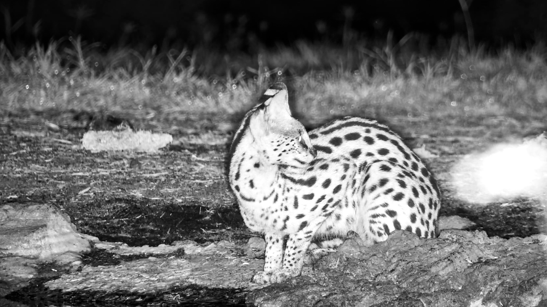 Spotted Beauty in the Dark