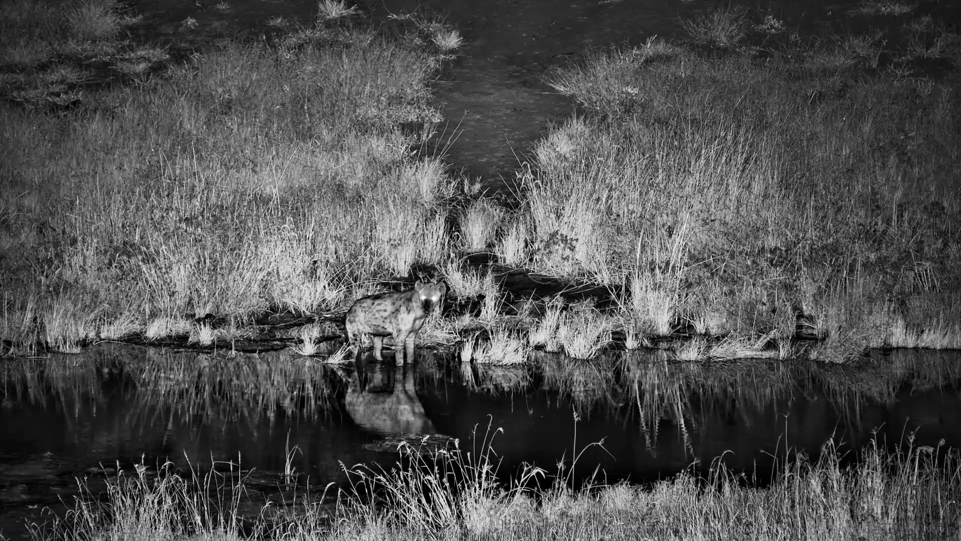 Lone Hyena Drinks and Dips in the Dark