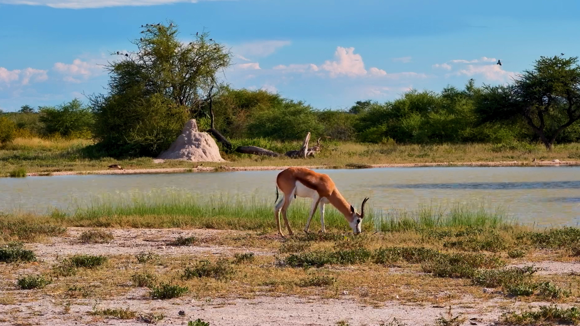 Lone Springbok Grazing at Onguma