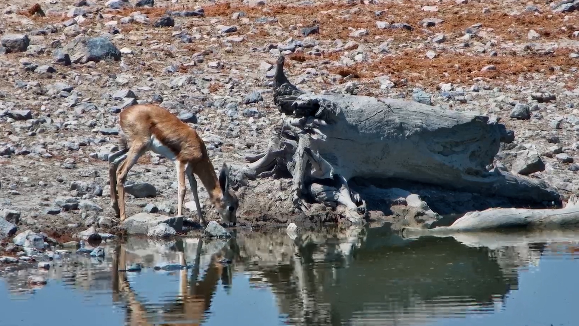 Tiny Explorer - Springbok Lamb Alone at Safarihoek