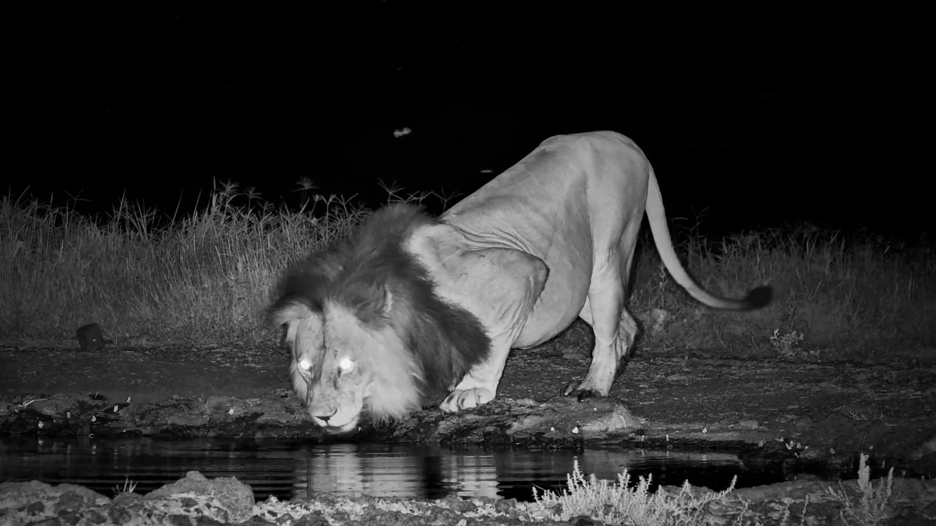 Gorgeous Male Lion at the Water