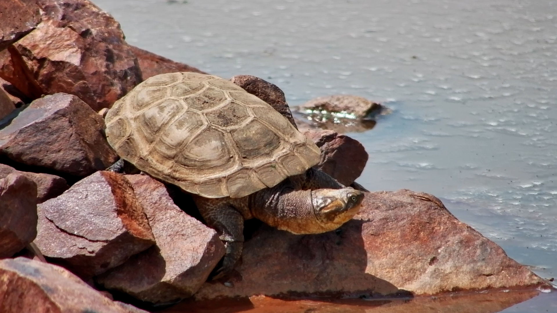 Terrapin Chills by the Waterhole