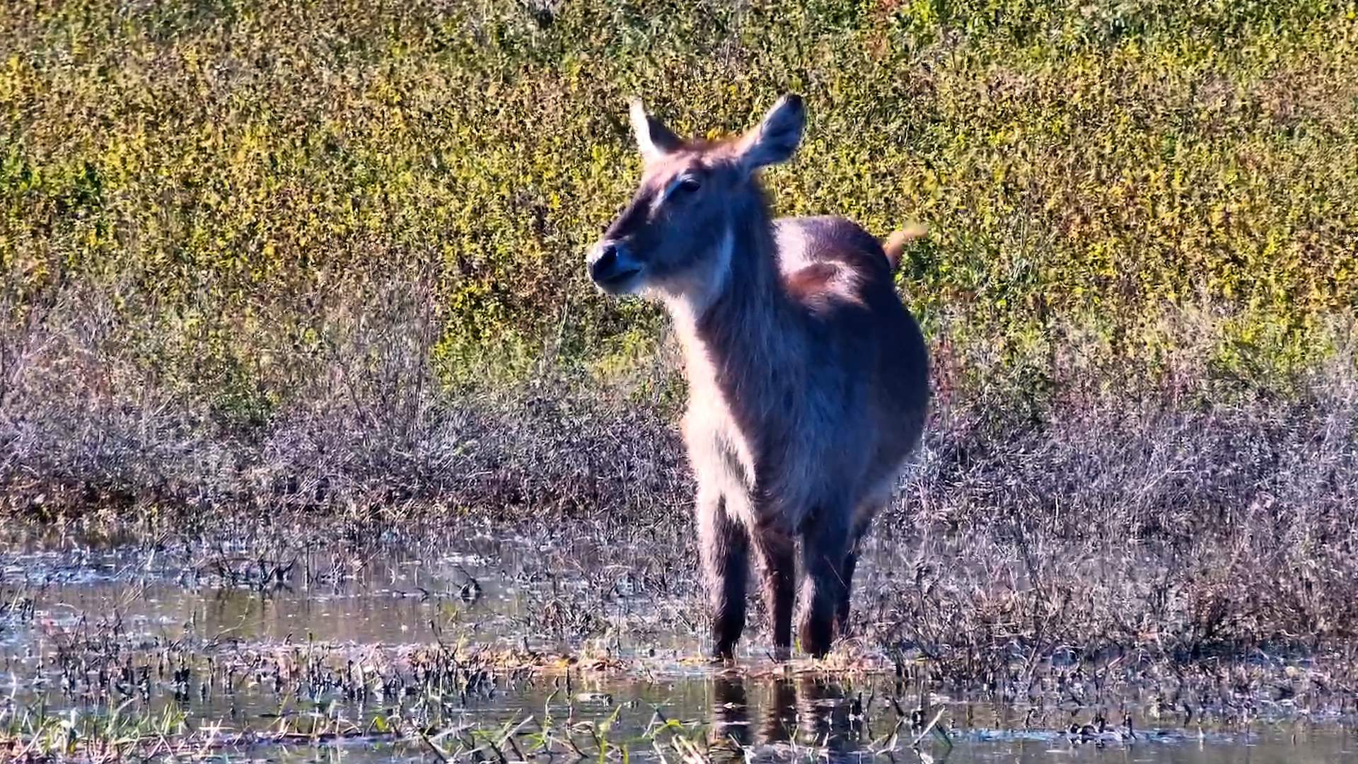 The Quiet Life of a Waterbuck