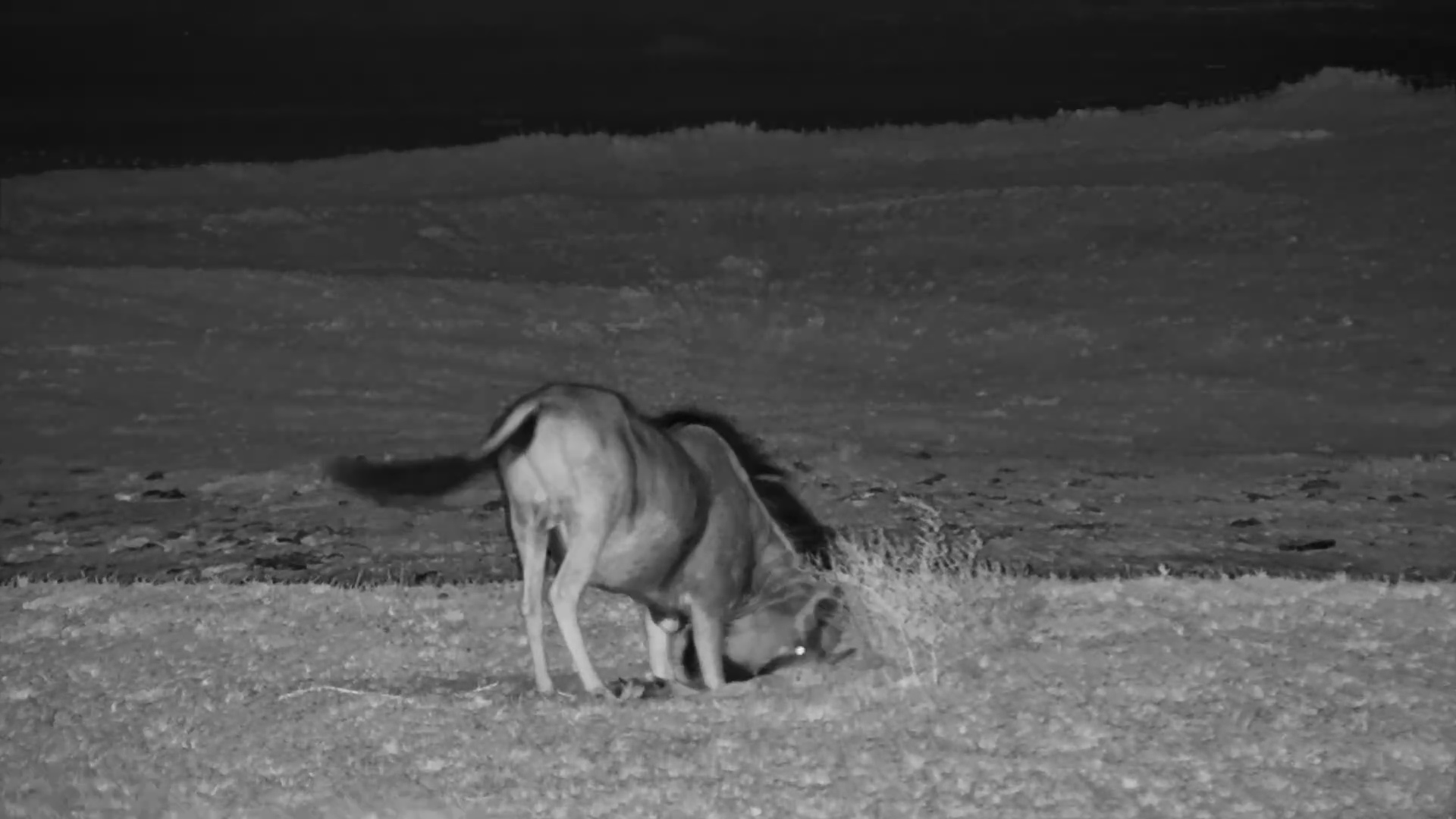 Wildebeest Rubs Head in the Sand