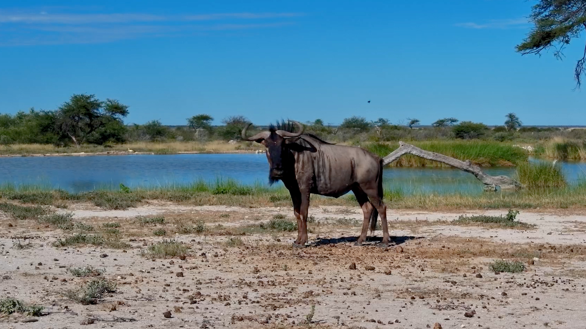 Wildebeest Alone Time