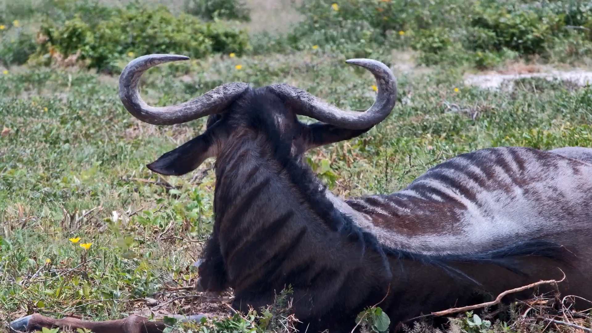 When a Wildebeest Takes a Moment to Reflect…