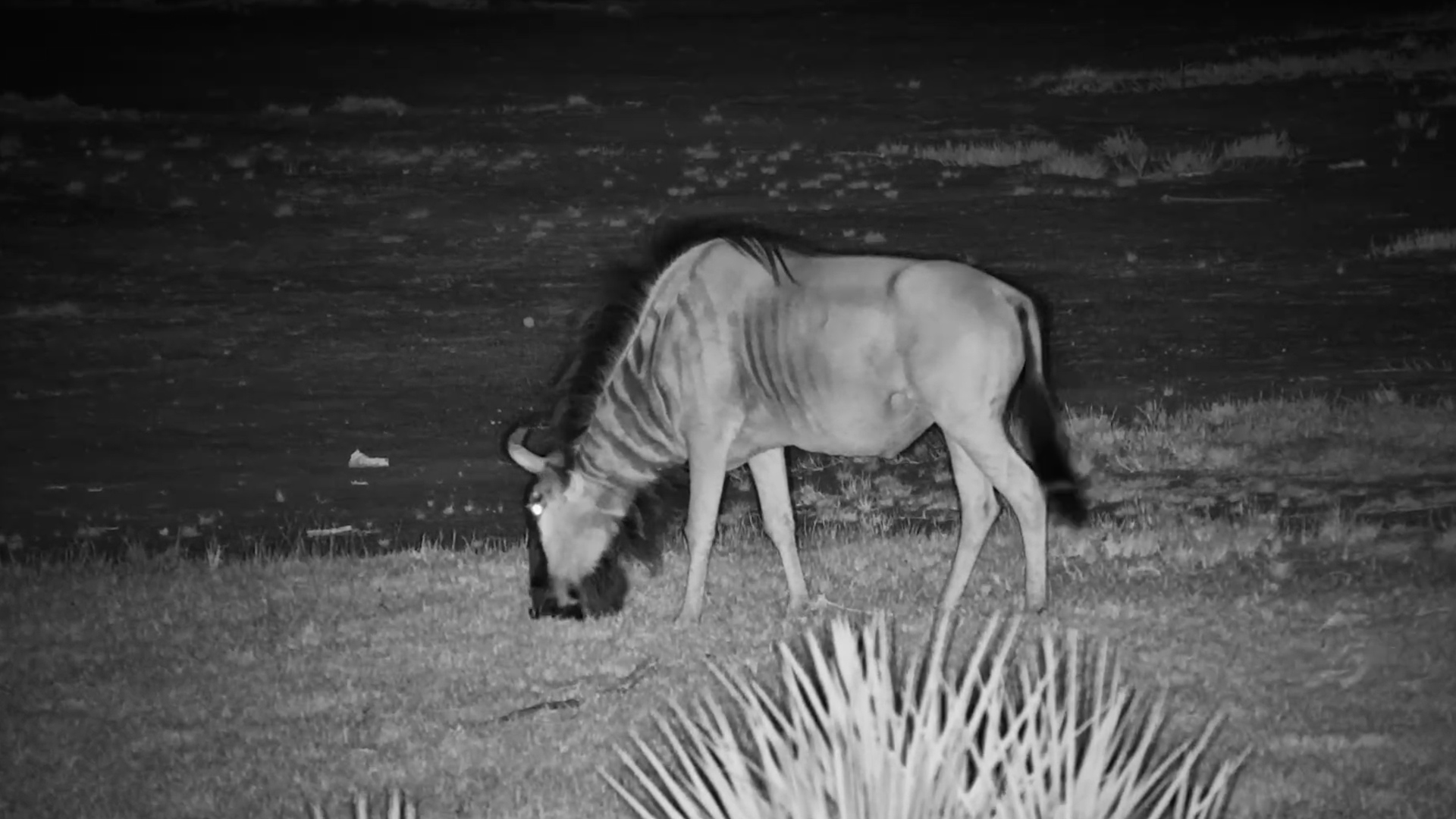A Lonely Gnu in the Dark