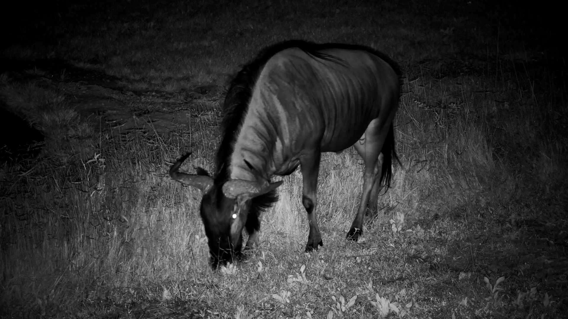 Lone Wildebeest Grazes Up Close at the Waterhole