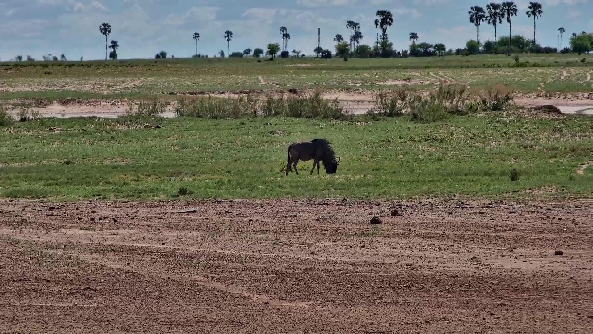 Quiet Grazing: Lone Wildebeest at Jack’s Camp