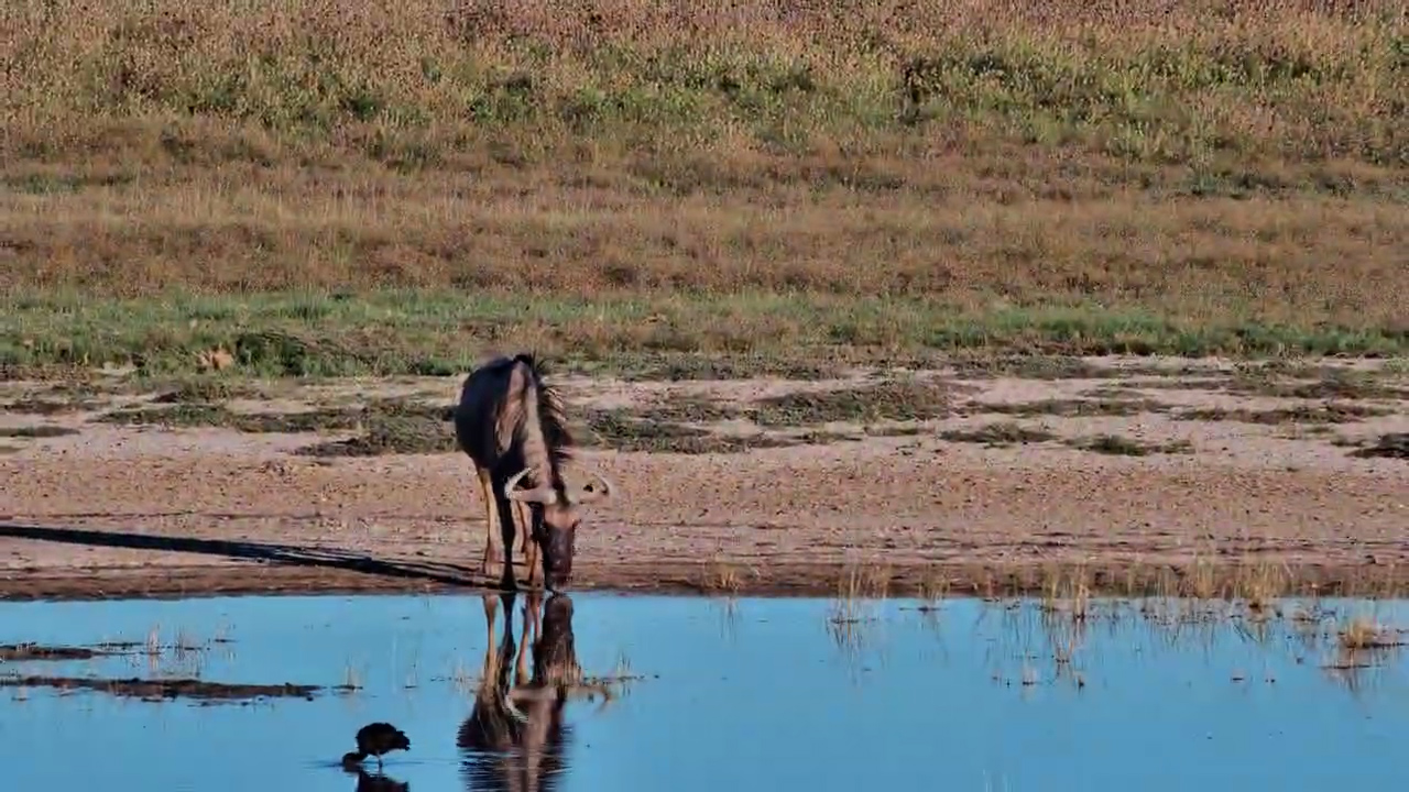 Lone Wildebeest Moves Through Jack’s Camp