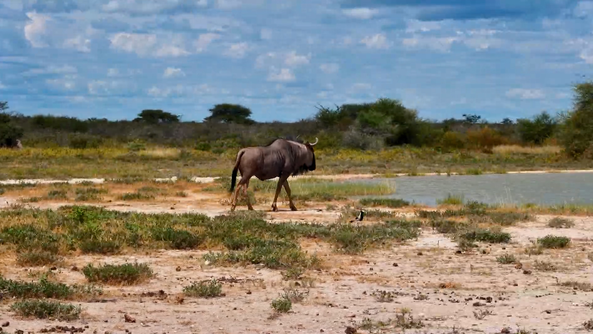 Just One Wildebeest Walking